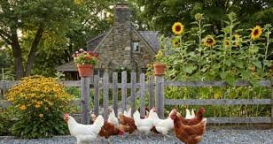 picture of urban homesteading
