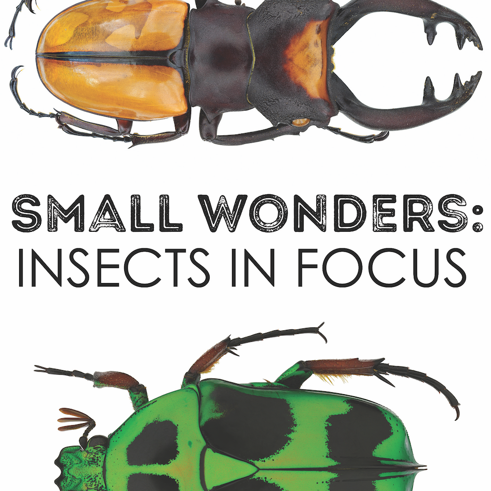 Small Wonders Exhibit logo - Two bugs with the words Small Wonders: Insects in Focus