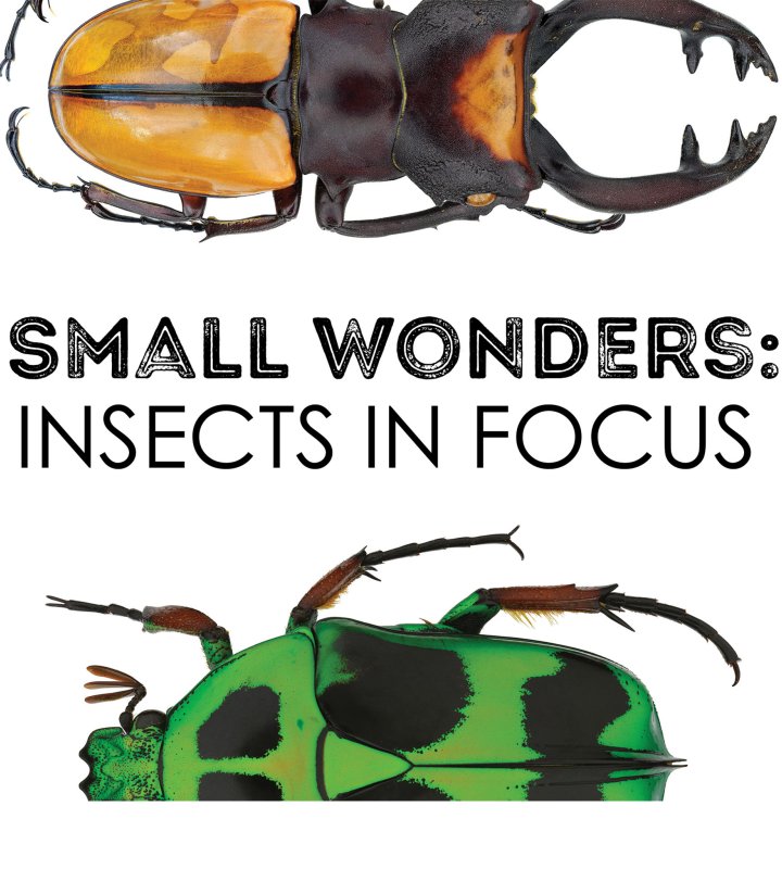 Stag Beetle and Scarab Beetle with text Small Wonders: Insects in Focus.