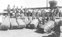 Workers at Gulf Cotton Compress Co.