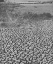 Effects of the Dust Bowl